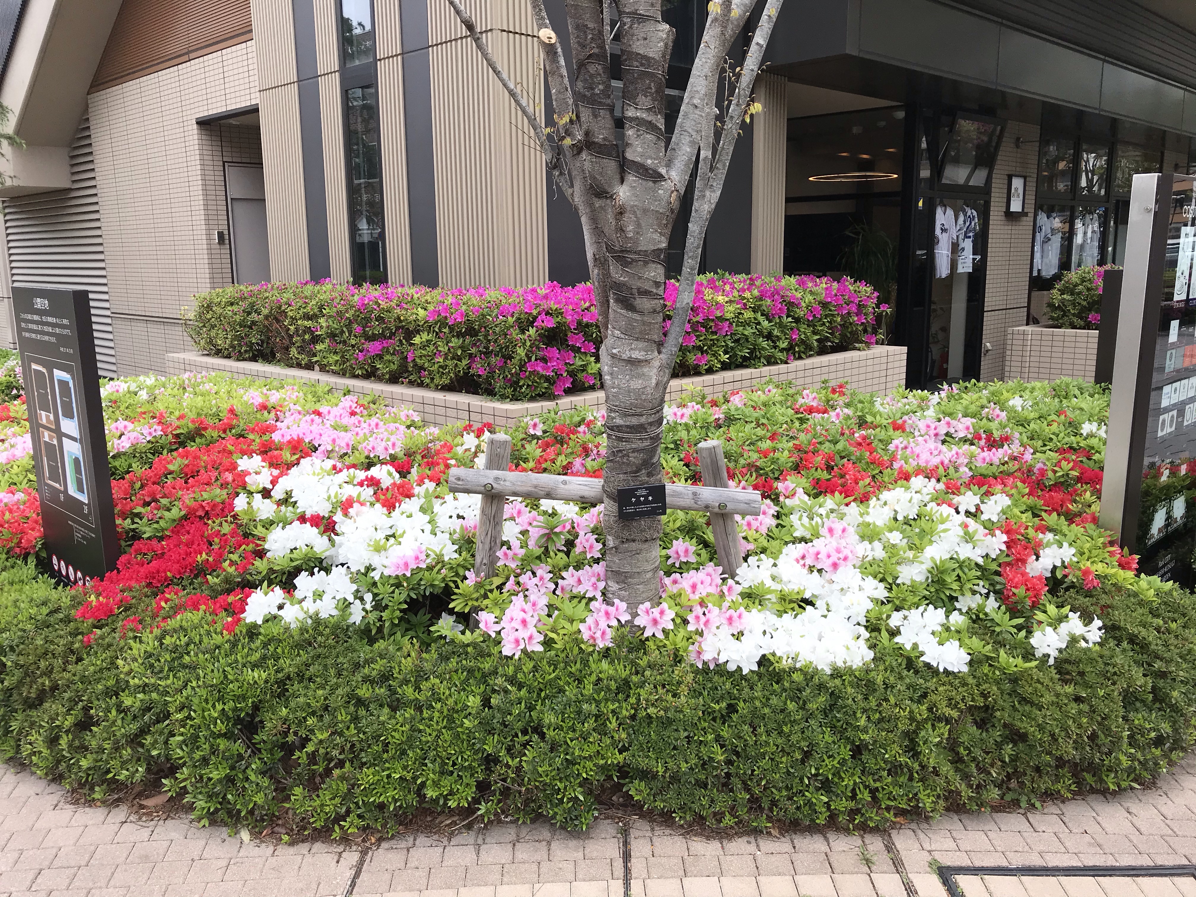 春のいい季節です