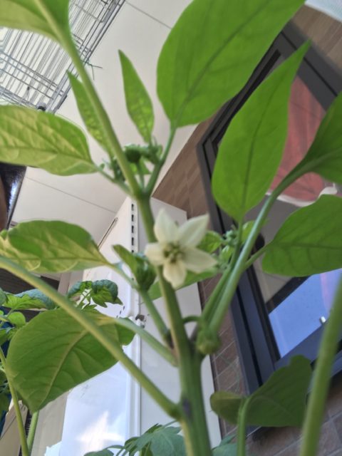 今度はピーマン